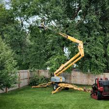 How Our Tree Care Process Works  in  Baxter, MN